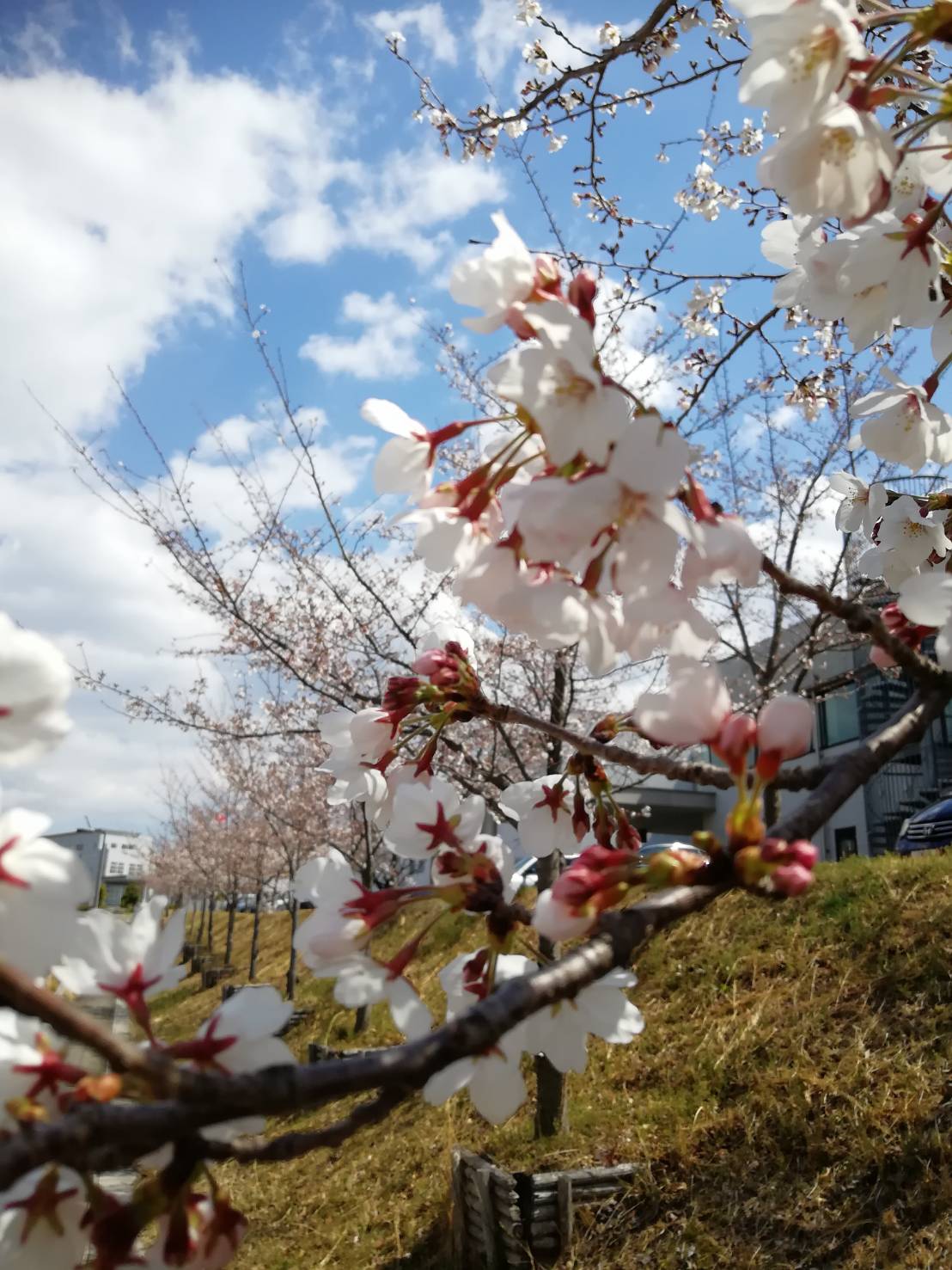 春の心　－桜－